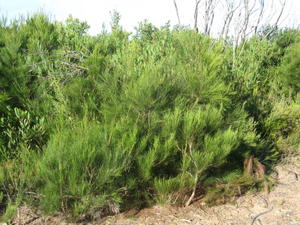 Allocasuarina littoralis heath habit