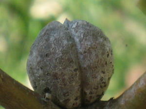 Hakea dactyloides fruit 