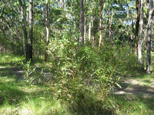 Hakea dactyloides habit and habitat