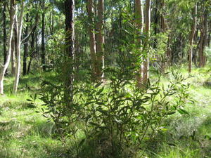 Hakea dactyloides habit 