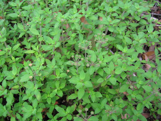 Pomax umbellata habit 