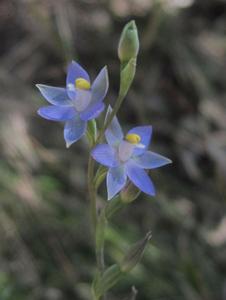 Blue flowers