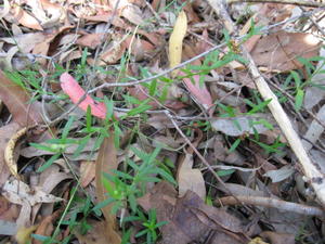 Boronia polygalifolia  habit