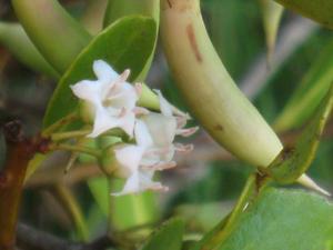 Aegiceras corniculatum flowers 