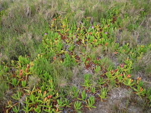 Carpobrotus glaucescens habit