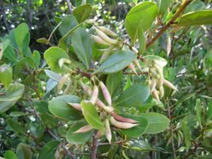 Aegiceras corniculatum friut