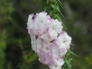 Woolsia pungens flowers