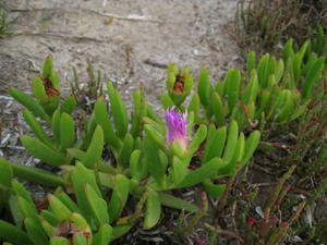 Carprobrotus glaucescens - Pigface