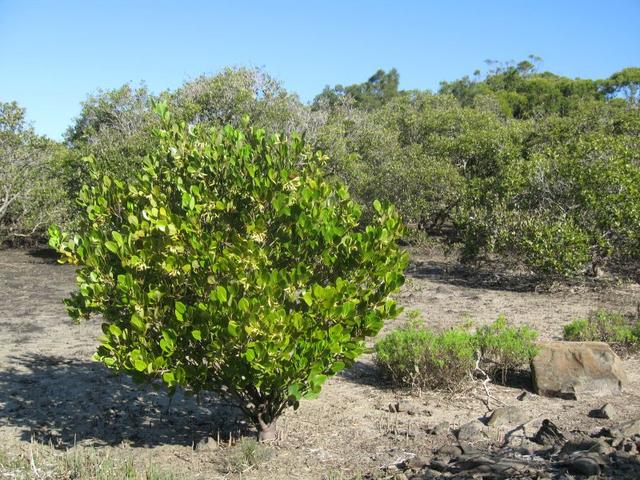 Aegiceras corniculatum habit 