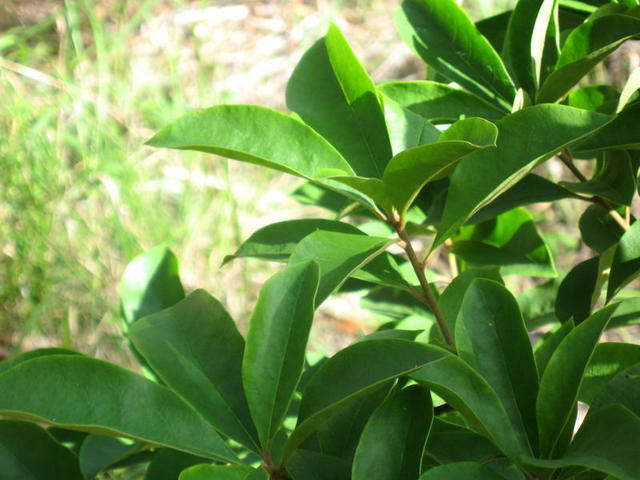 Pittosporum revolutum branch