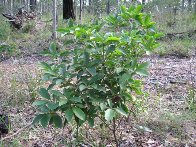 Pittosporum revolutum habit