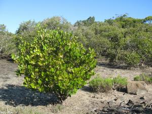 Aegiceras corniculatum habit 