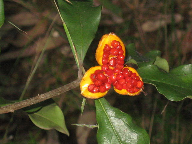 Pittosporum revolutum seeds in fruit