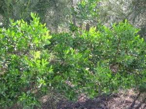 Myoporum boninense ssp australe growth habit