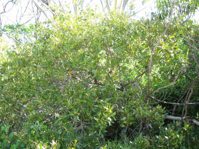 Myoporum boninense ssp australe growth habit