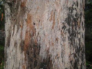 Eucalyptus pilularis rough bark