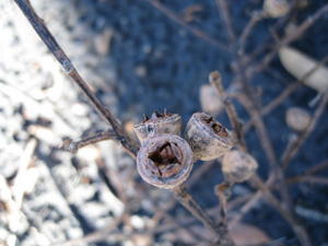 Eucalyptus pilularis fruit with teeth