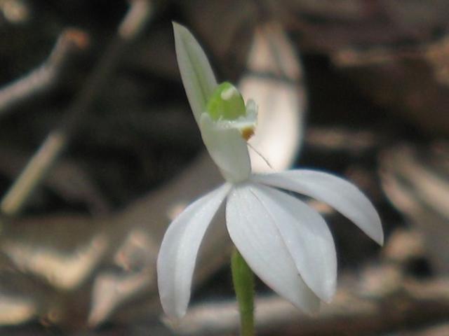 Caladenia catenata