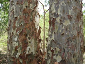 Corymbia maculata bark flaking off