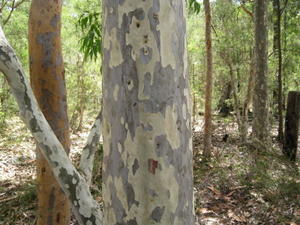 Corymbia maculata bark