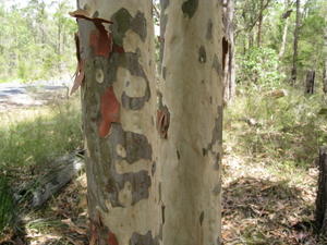 Corymbia maculata bark