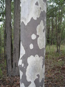 Corymbia maculata bark