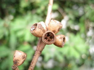 Eucalyptus botryoides fruit 