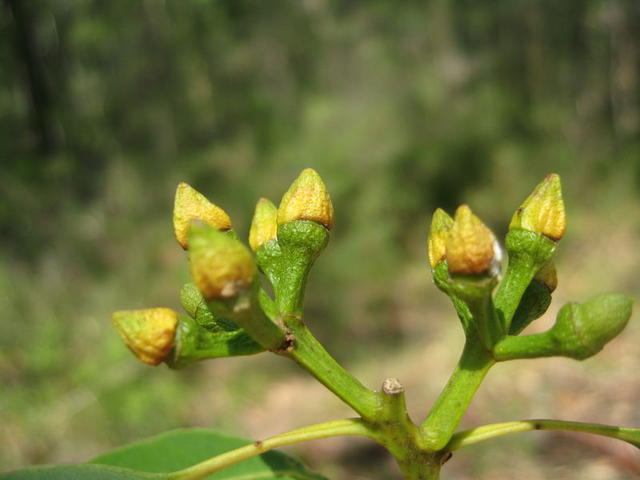 Eucalyptus canaliculata buds with and without outer operculum 