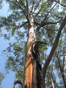 Eucalyptus canaliculata tree shape