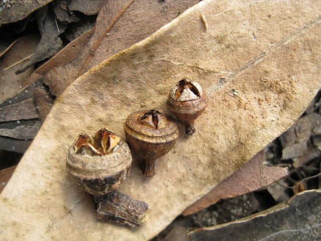 Eucalyptus canaliculata, punctata and propinqua fruit 