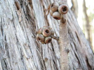 Eucalyptus globoidea - White Stringybark