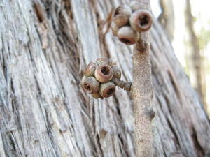 Eucalyptus globoidea fruit