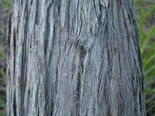 Eucalyptus globoidea grey bark