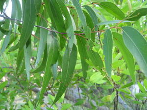 Eucalyptus globoidea leaves