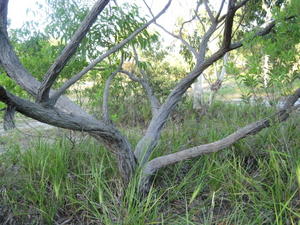 Eucalyptus globoidea mallee 