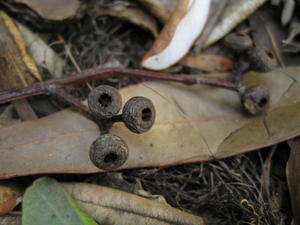 Eucalyptus haemastoma fruit 