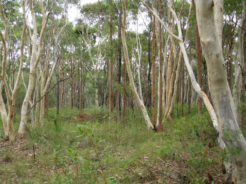 Eucalyptus haemastoma tree shape