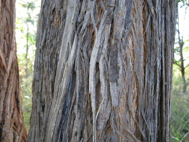Eucalyptus microcorys fibrous bark 