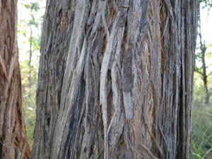 Eucalyptus microcorys fibrous bark 