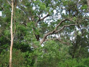 Angophora floribunda - Rough barked apple