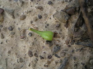 Eucalyptus moluccana fruit 