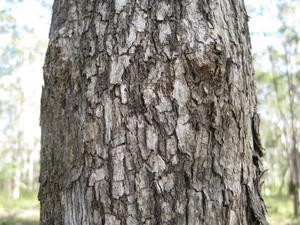 Eucalyptus moluccana rough bark 