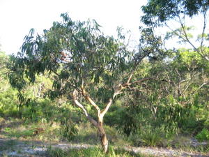 Eucalyptus parramattensis subsp decadens - Drooping Red Gum