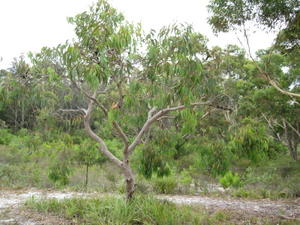 Eucalyptus parramattensis tree shape