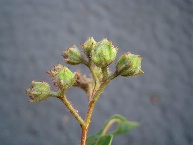 Angophora floribunda unopened buds