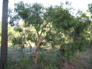 Eucalyptus parramattensis tree shape