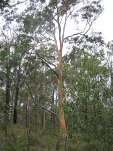 Eucalyptus propinqua tree shape