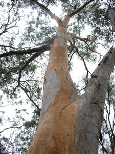 Eucalyptus propinqua new and old bark