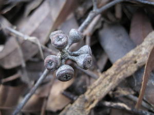 Eucalyptus racemosa subsp racemosa fruit 