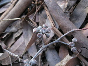 Eucalyptus racemosa subsp racemosa fruit